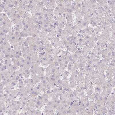Immunohistochemistry-Paraffin: EPOP Antibody [NBP2-47535]