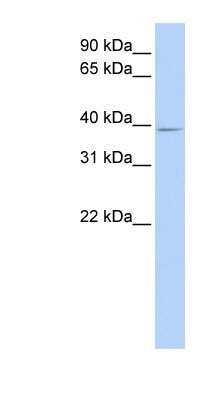 Western Blot: C18orf25 Antibody [NBP1-57595]