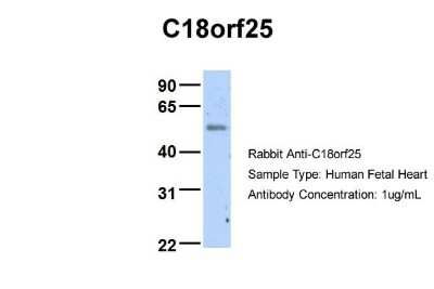 Western Blot: C18orf25 Antibody [NBP1-57595]