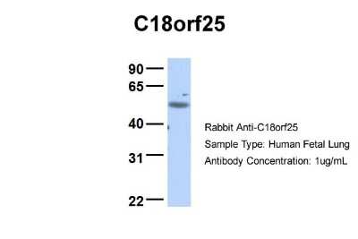 Western Blot: C18orf25 Antibody [NBP1-57595]