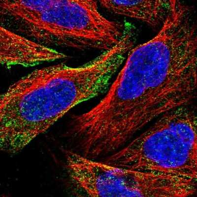 Immunocytochemistry/ Immunofluorescence: REX1BD Antibody [NBP1-93964]