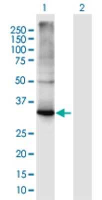 Western Blot: C1GALT1C1 Antibody [H00029071-B01P]