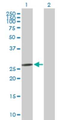 Western Blot: C1QL1 Antibody [H00010882-B01P]