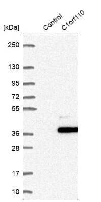 Western Blot: CCDC190 Antibody [NBP1-82674]