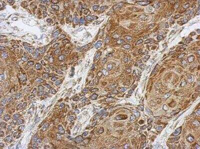 Immunohistochemistry-Paraffin: SPATA46 Antibody [NBP2-15640]