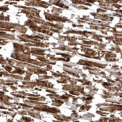 Immunohistochemistry-Paraffin: Lymphocyte Expansion Molecule Antibody [NBP1-83457]