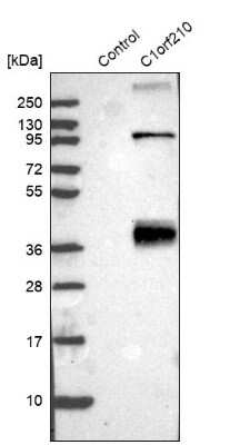 Western Blot: TEMP Antibody [NBP1-81061]