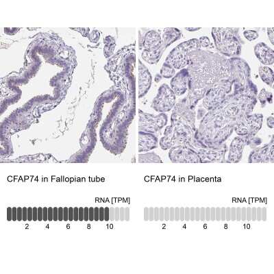 Immunohistochemistry-Paraffin: CFAP74 Antibody [NBP1-91037]
