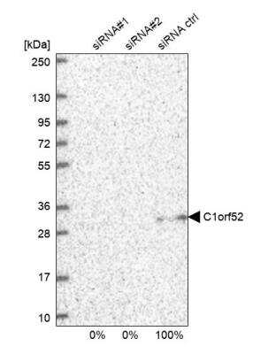 Western Blot: C1orf52 Antibody [NBP1-93751]