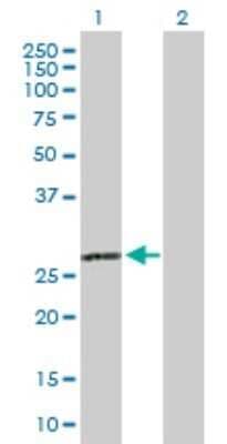 Western Blot: C1q Antibody [H00000712-D01]