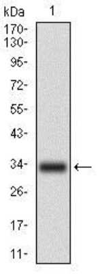 Western Blot: C1qR1/CD93 Antibody (2F7D11)BSA Free [NBP2-37310]