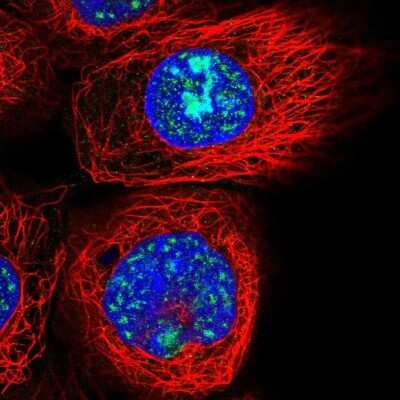 Immunocytochemistry/ Immunofluorescence: OSER1 Antibody [NBP1-91725]