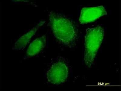 Immunocytochemistry/ Immunofluorescence: MROH8 Antibody [H00140699-B01P]