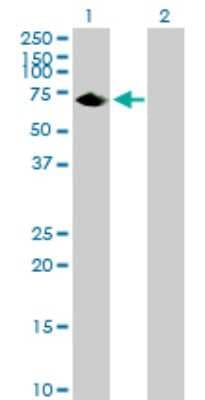 Western Blot: MROH8 Antibody [H00140699-B01P]