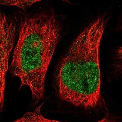 Immunocytochemistry/ Immunofluorescence: FAM217B Antibody [NBP1-94080]