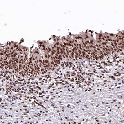 Immunohistochemistry-Paraffin: FAM217B Antibody [NBP1-94080]