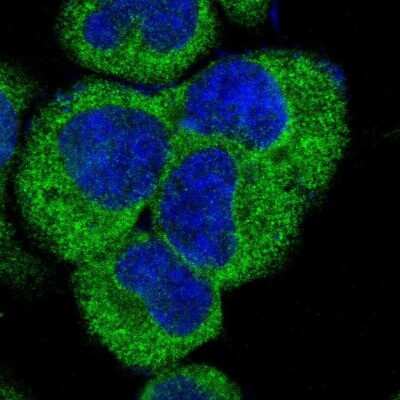 Immunocytochemistry/ Immunofluorescence: TMEM230 Antibody [NBP1-81671]
