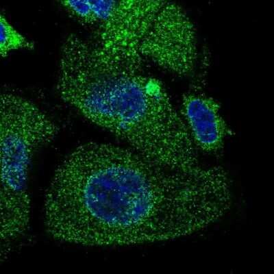 Immunocytochemistry/ Immunofluorescence: TMEM230 Antibody [NBP2-55803]