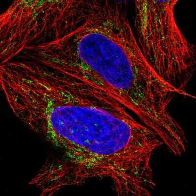 Immunocytochemistry/ Immunofluorescence: MGME1 Antibody [NBP1-91726]