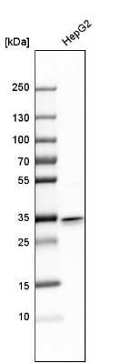 Western Blot: MGME1 Antibody [NBP1-91726]