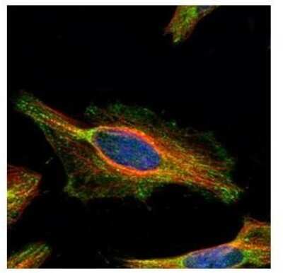 Immunocytochemistry/ Immunofluorescence: GATD3A Antibody [NBP2-15645]