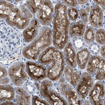 Immunohistochemistry-Paraffin: SPATC1L Antibody [NBP1-90939]