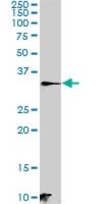 Western Blot: C21orf59 Antibody [H00056683-B01P]