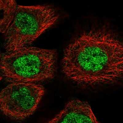 Immunocytochemistry/ Immunofluorescence: GUCD1 Antibody [NBP1-93512]