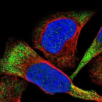Immunocytochemistry/ Immunofluorescence: CDPF1 Antibody [NBP1-81297]