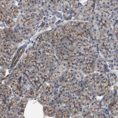 Immunohistochemistry-Paraffin: CDPF1 Antibody [NBP1-81297]