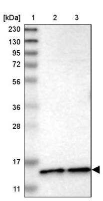 Western Blot: CDPF1 Antibody [NBP1-81297]
