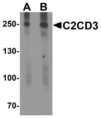 Western Blot: C2CD3 AntibodyBSA Free [NBP2-81963]