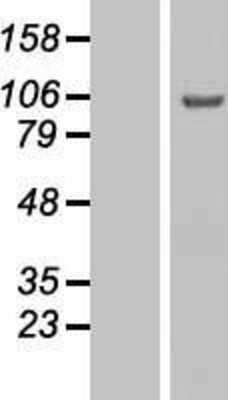 Western Blot: GCFC2 Overexpression Lysate [NBL1-08409]