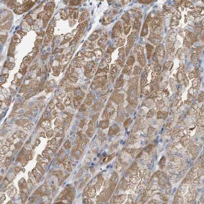 Immunohistochemistry-Paraffin: LDAH Antibody [NBP1-82135]