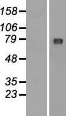 Western Blot: WDCP Overexpression Lysate [NBP2-06226]