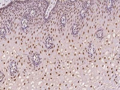 Immunohistochemistry-Paraffin: C2orf49 Antibody [NBP2-97944]