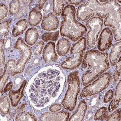 Immunohistochemistry-Paraffin: C2orf76 Antibody [NBP1-91732]