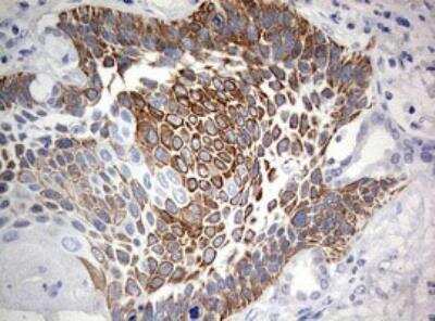 Immunohistochemistry-Paraffin: MAATS1 Antibody (OTI6G1) [NBP2-45449]