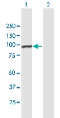Western Blot: MAATS1 Antibody [H00089876-B01P]