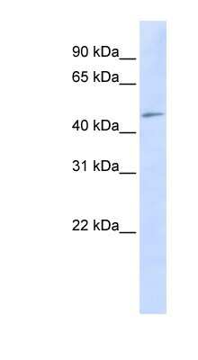 Western Blot: NEPRO Antibody [NBP1-59919]