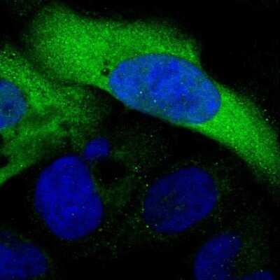 Immunocytochemistry/ Immunofluorescence: C3orf18 Antibody [NBP1-83405]