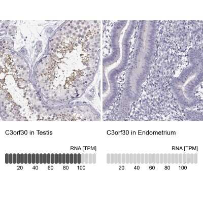 Immunohistochemistry-Paraffin: TEX55 Antibody [NBP2-37991]
