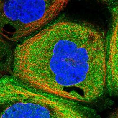Immunocytochemistry/ Immunofluorescence: CFAP299 Antibody [NBP1-86203]