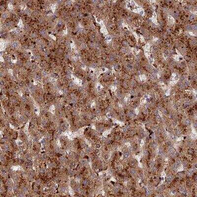 Immunohistochemistry-Paraffin: C5orf51 Antibody [NBP2-32025]