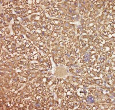 Immunohistochemistry-Paraffin: C5orf51 Antibody [NBP2-32025]