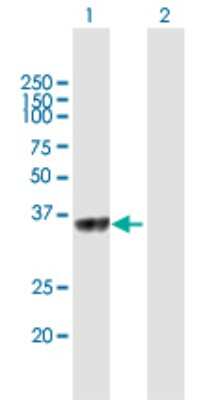 Western Blot: C5orf51 Antibody [H00285636-B01P]