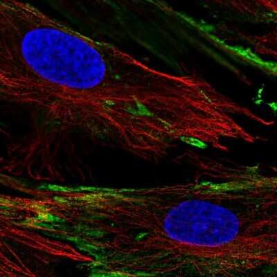 Immunocytochemistry/ Immunofluorescence: PXDC1 Antibody [NBP2-55406]