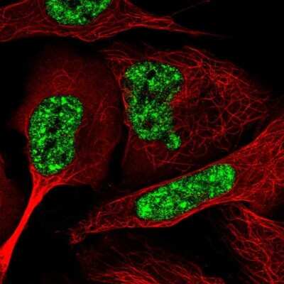 Immunocytochemistry/ Immunofluorescence: C6orf226 Antibody [NBP1-91739]