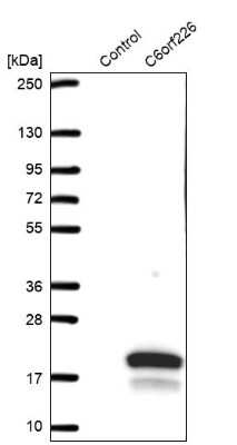 Western Blot: C6orf226 Antibody [NBP1-91739]