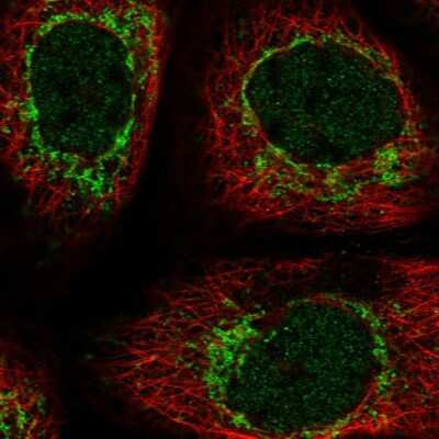 Immunocytochemistry/ Immunofluorescence: SDHAF4 Antibody [NBP1-86324]